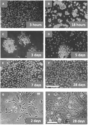 Transit Amplifying Cells (TACs): a still not fully understood cell population